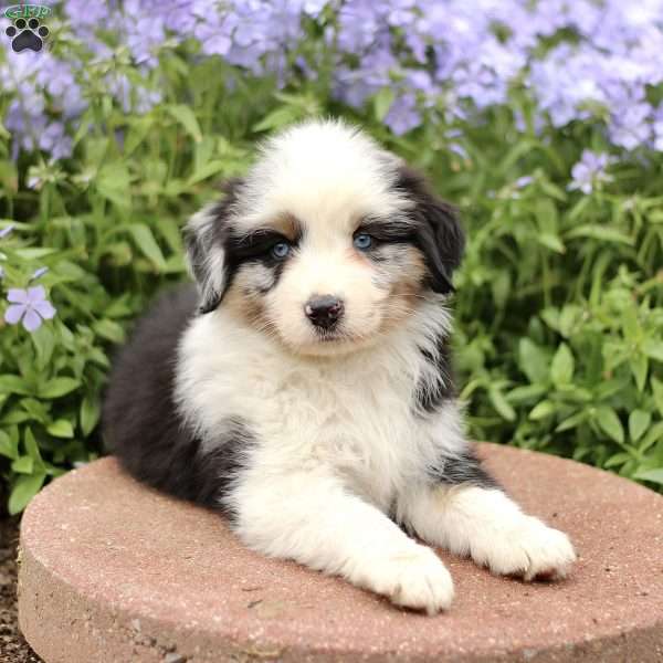 Earl, Miniature Australian Shepherd Puppy