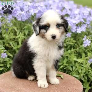 Earl, Miniature Australian Shepherd Puppy