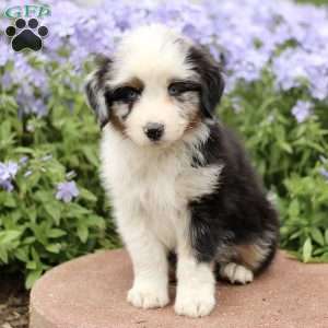 Earl, Miniature Australian Shepherd Puppy