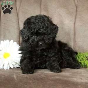 Ebon, Miniature Poodle Puppy