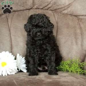 Ebon, Miniature Poodle Puppy