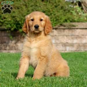 Echo, Golden Retriever Puppy