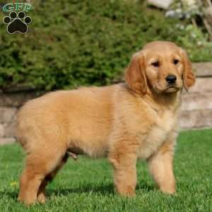 Echo, Golden Retriever Puppy