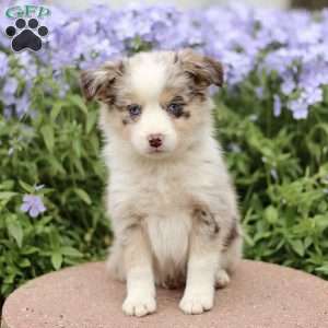 Edith, Miniature Australian Shepherd Puppy