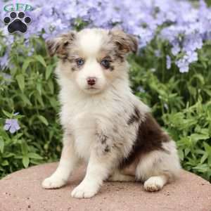 Edith, Miniature Australian Shepherd Puppy