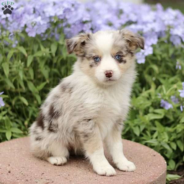 Edith, Miniature Australian Shepherd Puppy