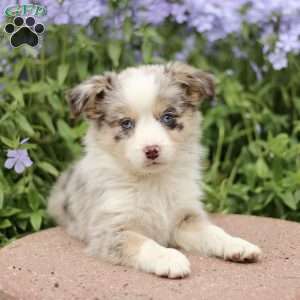 Edith, Miniature Australian Shepherd Puppy