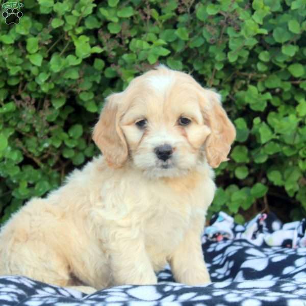 Edward, Cockapoo Puppy