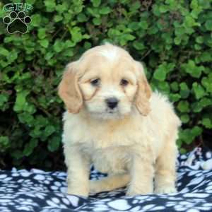 Edward, Cockapoo Puppy