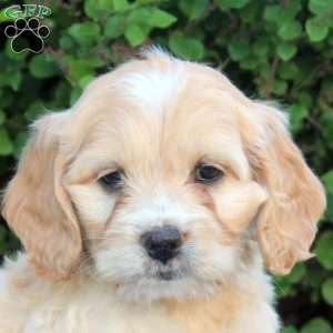 Edward, Cockapoo Puppy