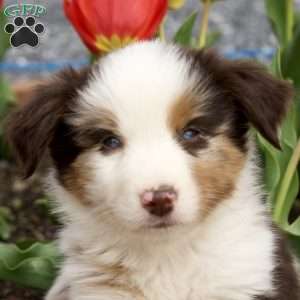 Elbon, Miniature Australian Shepherd Puppy