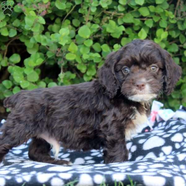 Eli, Cockapoo Puppy