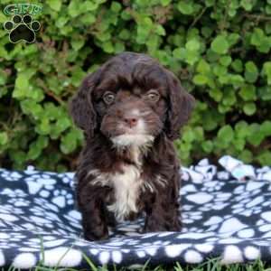 Eli, Cockapoo Puppy