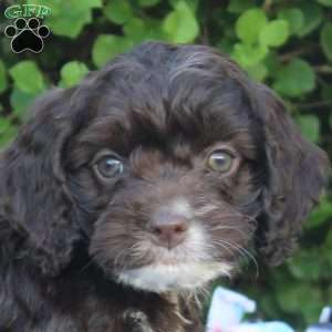 Eli, Cockapoo Puppy