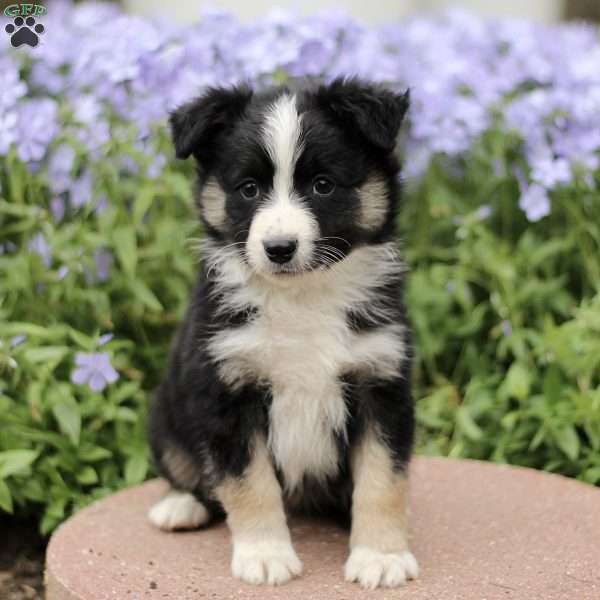 Elias, Miniature Australian Shepherd Puppy