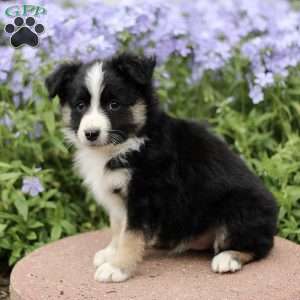 Elias, Miniature Australian Shepherd Puppy