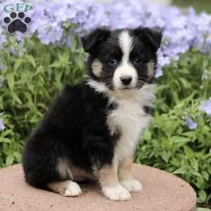 Elias, Miniature Australian Shepherd Puppy