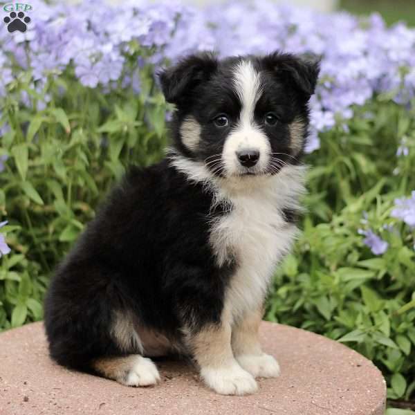 Elias, Miniature Australian Shepherd Puppy