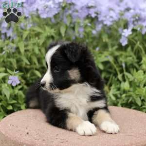 Elias, Miniature Australian Shepherd Puppy