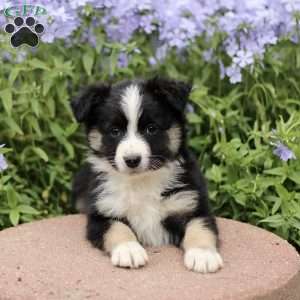 Elias, Miniature Australian Shepherd Puppy