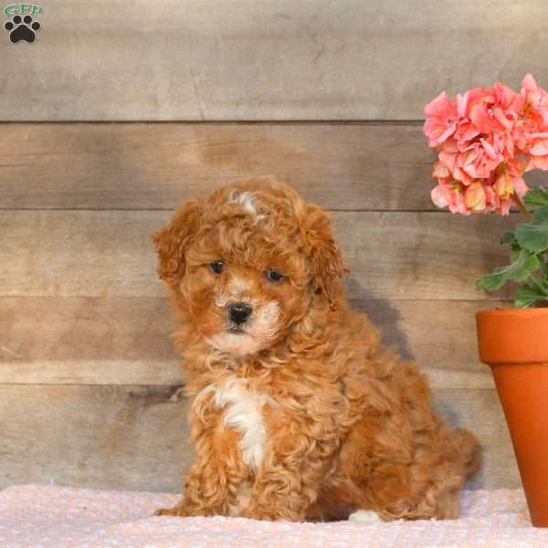 Ella, Miniature Poodle Puppy