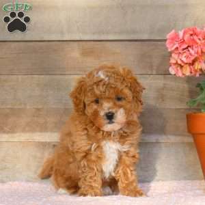 Ella, Miniature Poodle Puppy