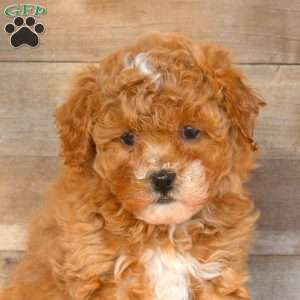 Ella, Miniature Poodle Puppy