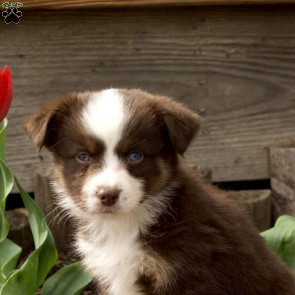 Ella, Miniature Australian Shepherd Puppy