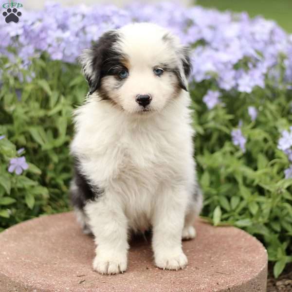 Emery, Miniature Australian Shepherd Puppy