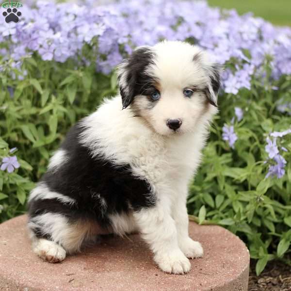Emery, Miniature Australian Shepherd Puppy