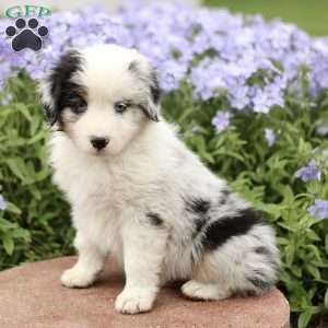 Emery, Miniature Australian Shepherd Puppy