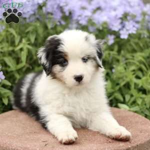 Emery, Miniature Australian Shepherd Puppy