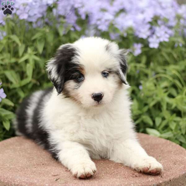 Emery, Miniature Australian Shepherd Puppy