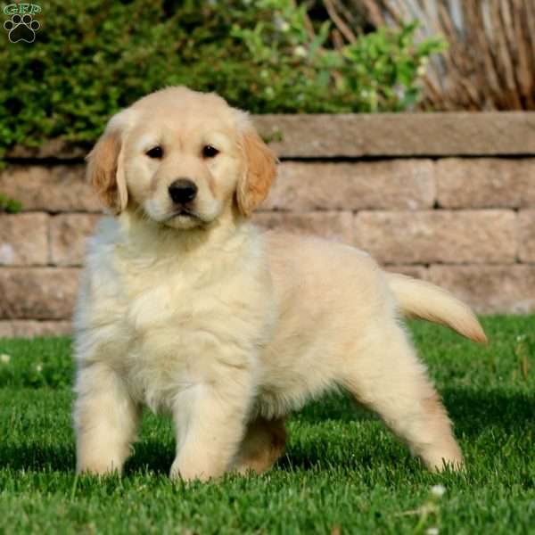 Emily, Golden Retriever Puppy