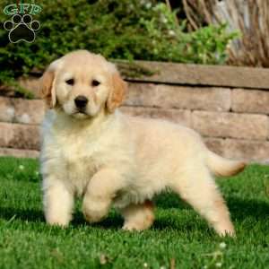Emily, Golden Retriever Puppy