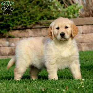 Emily, Golden Retriever Puppy