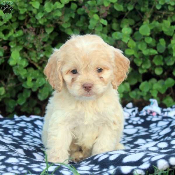 Emma, Cockapoo Puppy