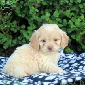 Emma, Cockapoo Puppy