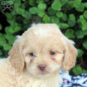 Emma, Cockapoo Puppy