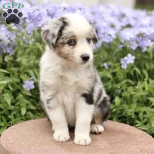 Emma, Miniature Australian Shepherd Puppy