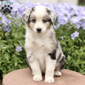 Emma, Miniature Australian Shepherd Puppy