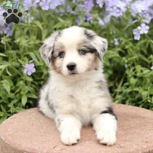 Emma, Miniature Australian Shepherd Puppy