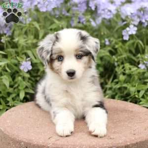 Emma, Miniature Australian Shepherd Puppy