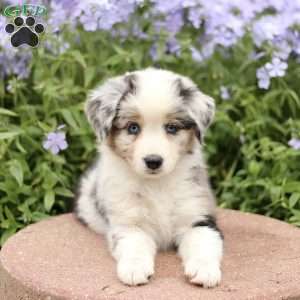 Emma, Miniature Australian Shepherd Puppy