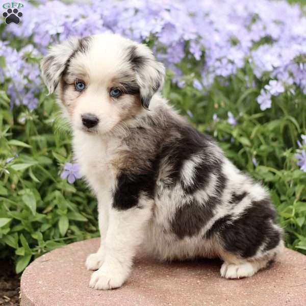 Emma, Miniature Australian Shepherd Puppy