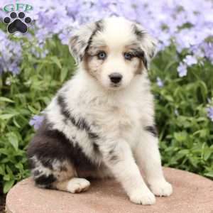 Emma, Miniature Australian Shepherd Puppy
