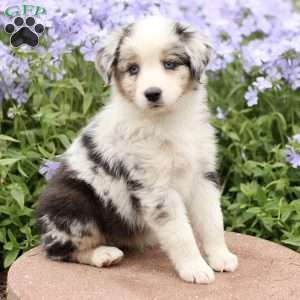 Emma, Miniature Australian Shepherd Puppy