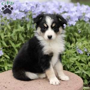 Enid, Miniature Australian Shepherd Puppy
