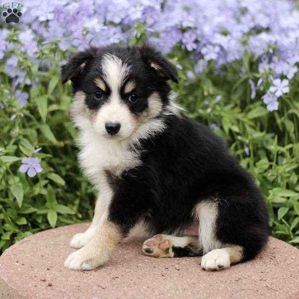 Enid, Miniature Australian Shepherd Puppy