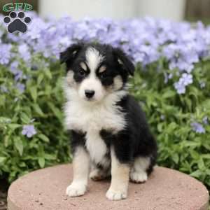 Enid, Miniature Australian Shepherd Puppy